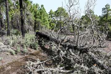 De ruta por el macizo de Tamadaba/Antonio Ali.